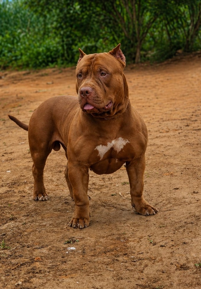 Foto do Cão