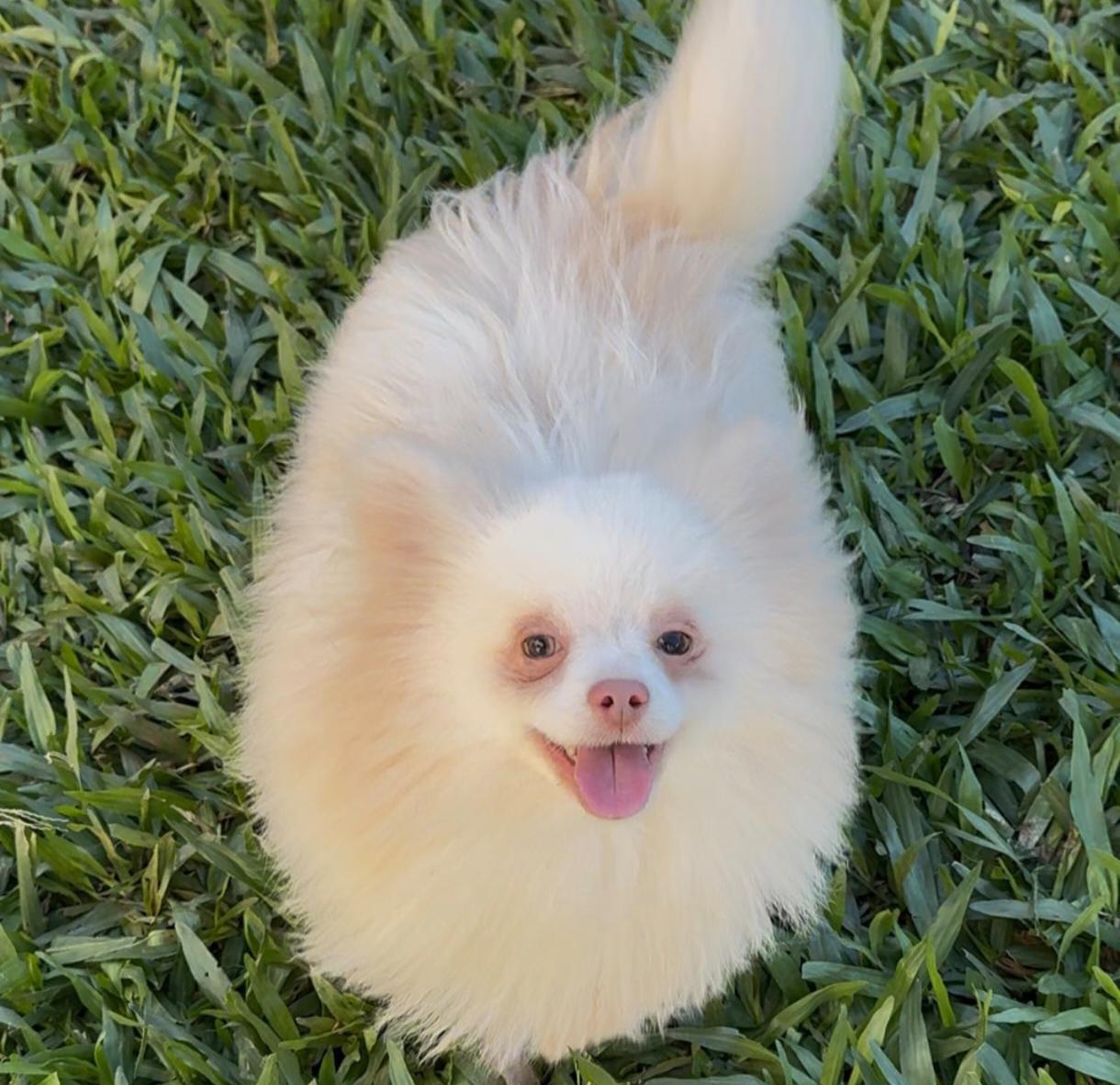 Foto do Cão
