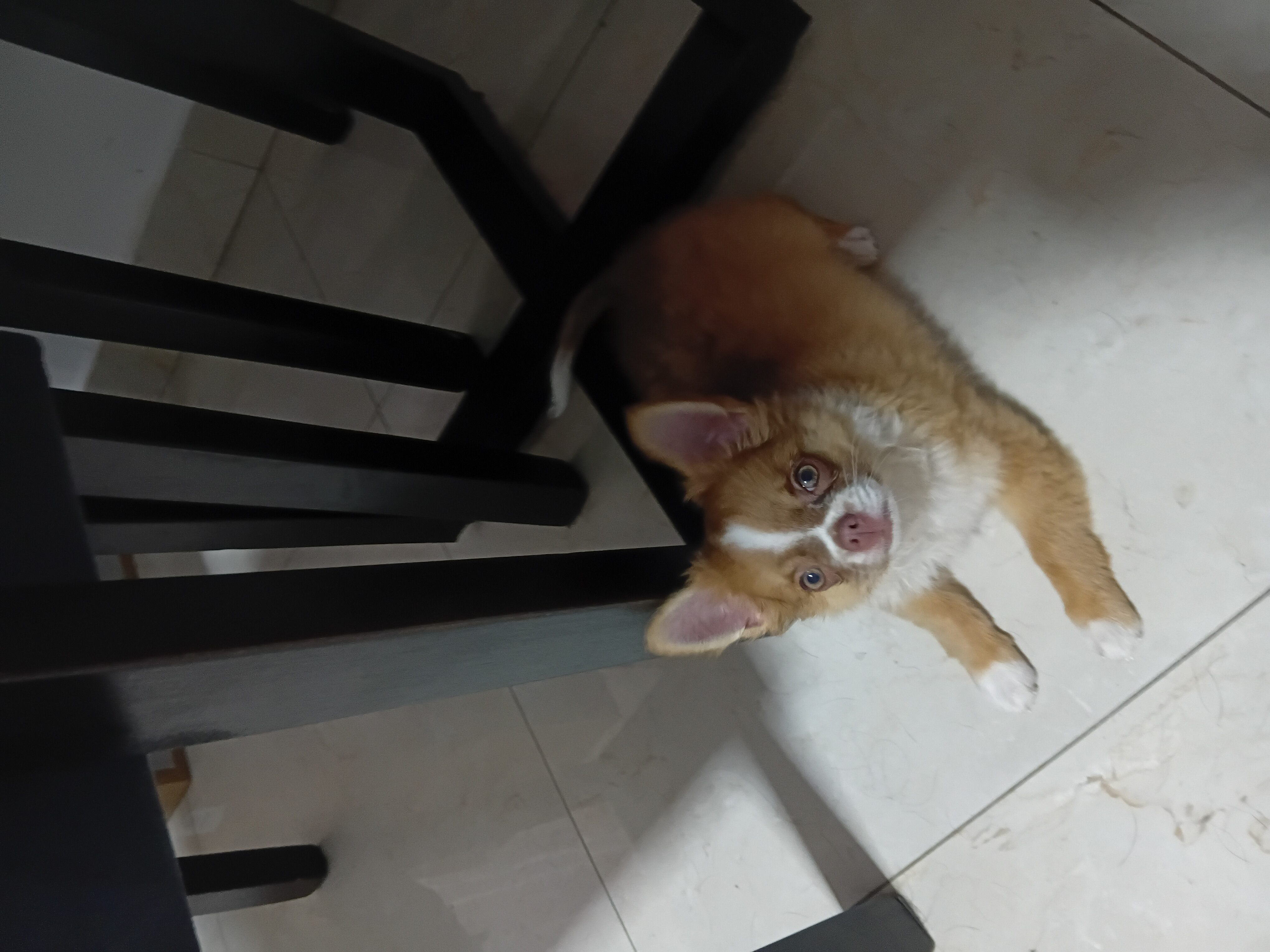 Foto do Cão