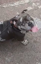 Foto do Cão