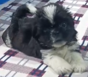 Foto do Cão