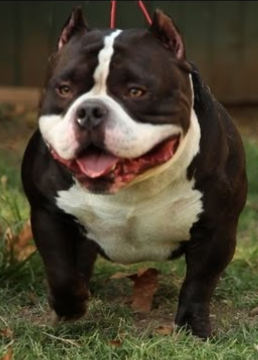 Foto do Bisavô paterno