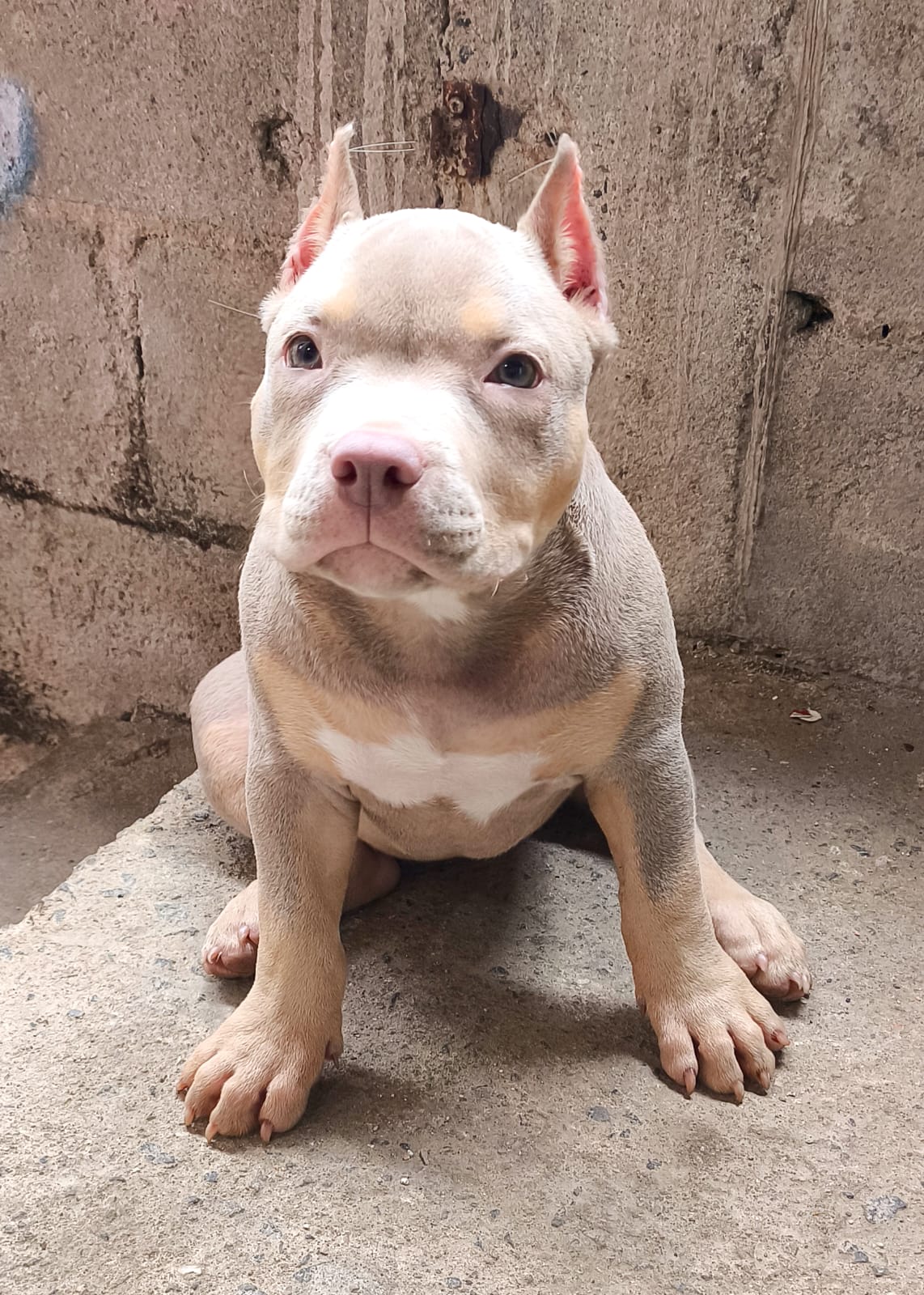 Foto do Cão