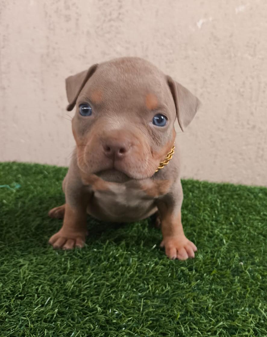 Foto do Cão