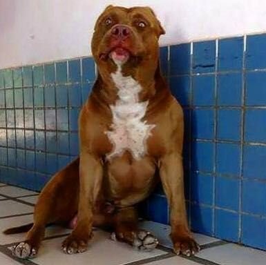 Foto do Bisavô paterno