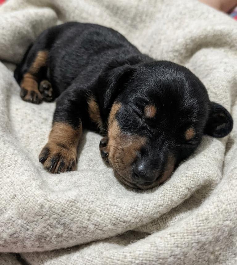 Foto do Cão