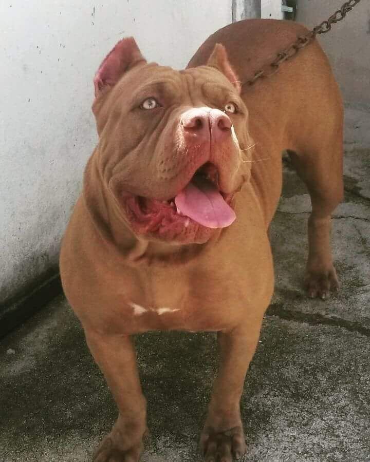 Foto do Cão