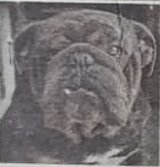 Foto do Avô paterno