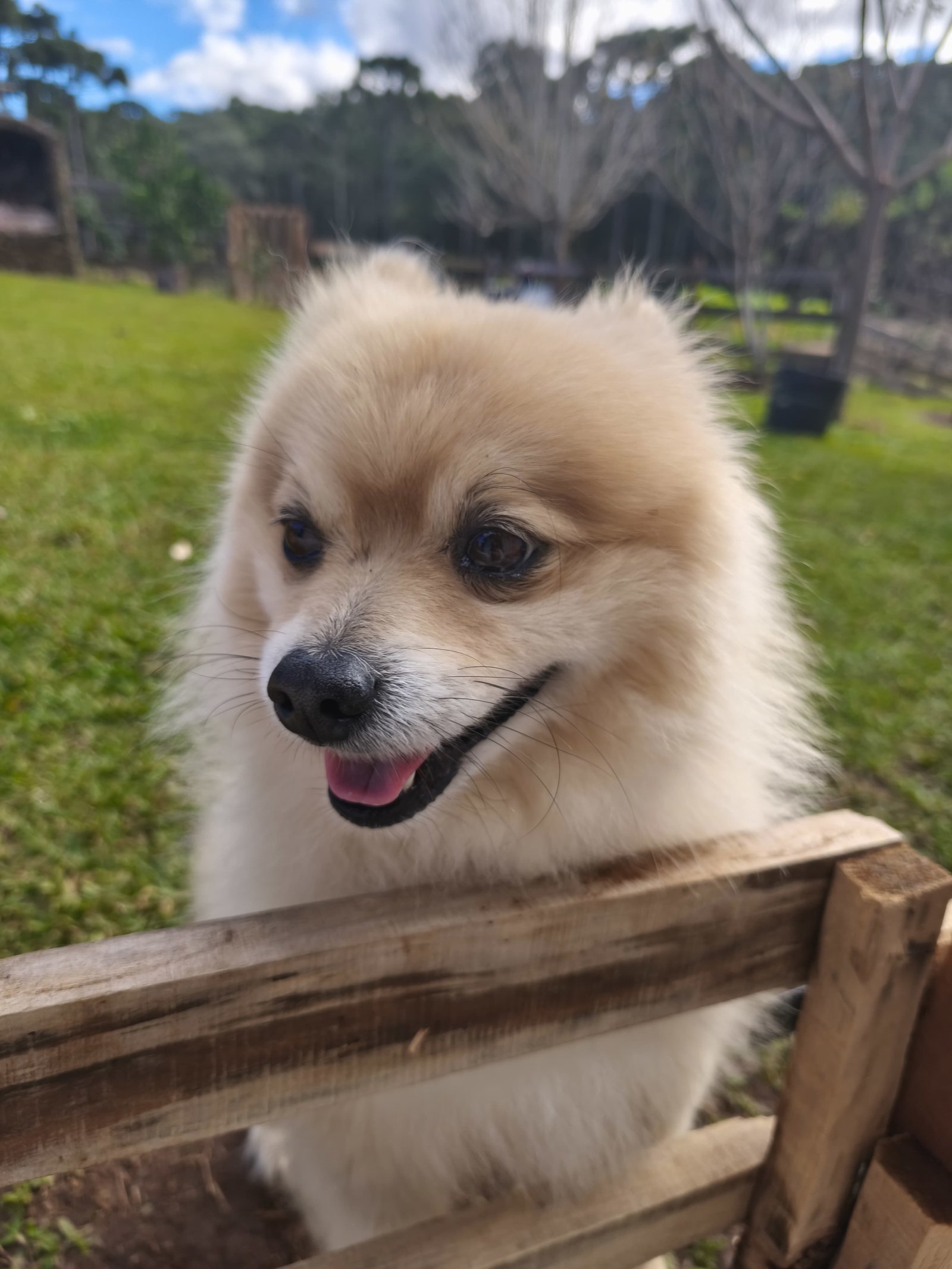 Foto do Cão