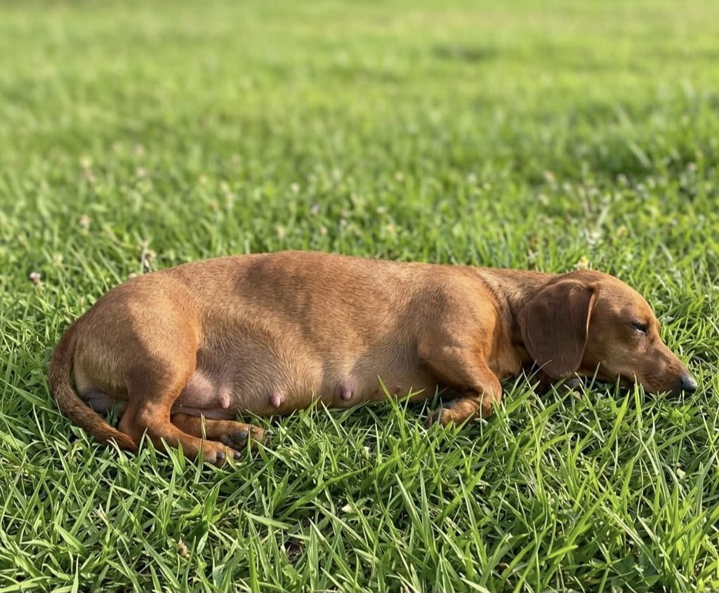 Foto do Cão