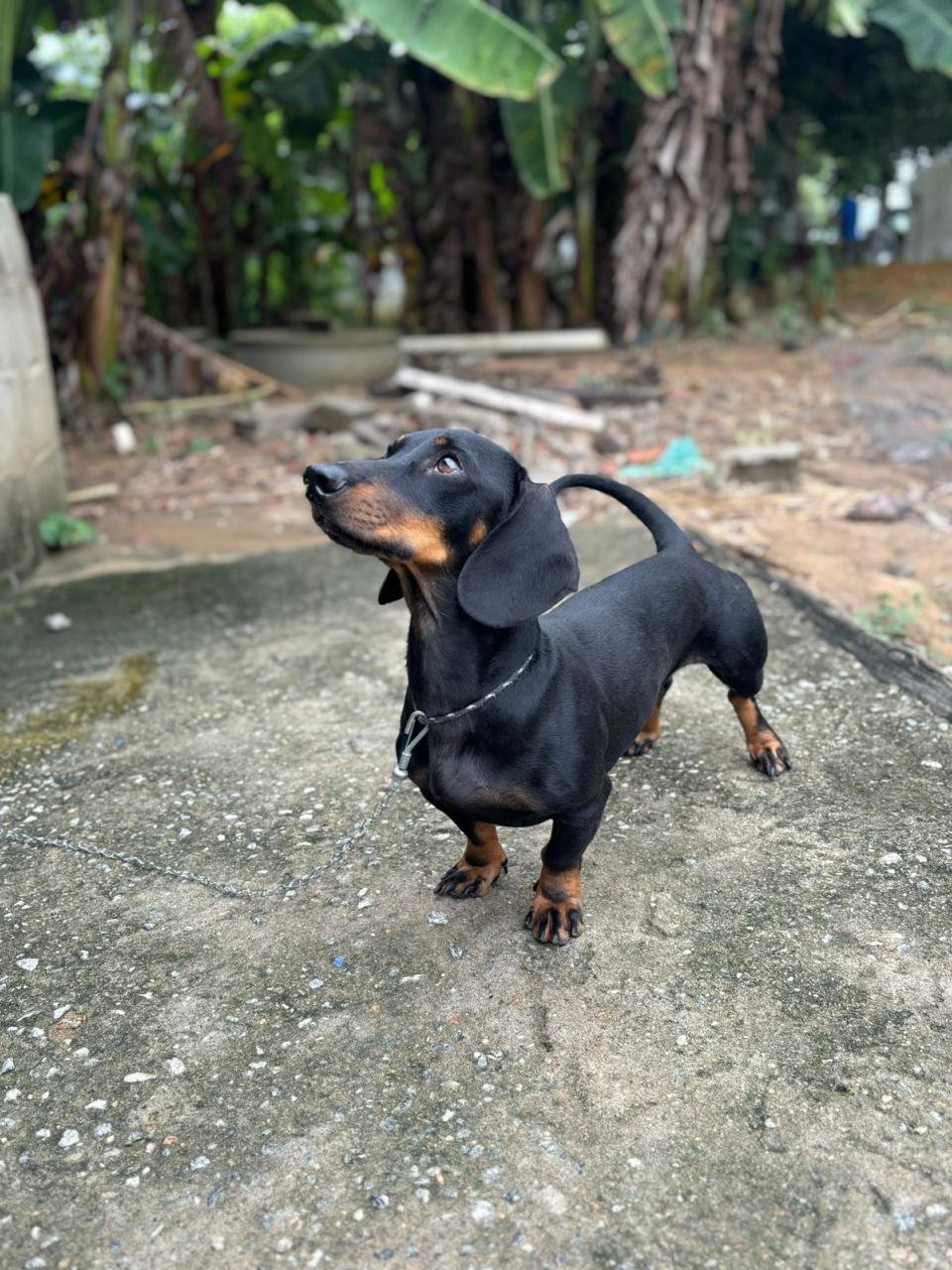 Foto do Bisavô paterno