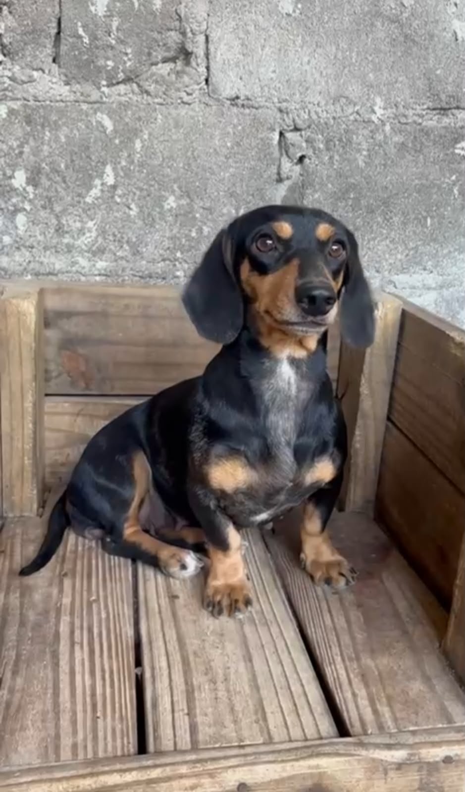 Foto do Cão