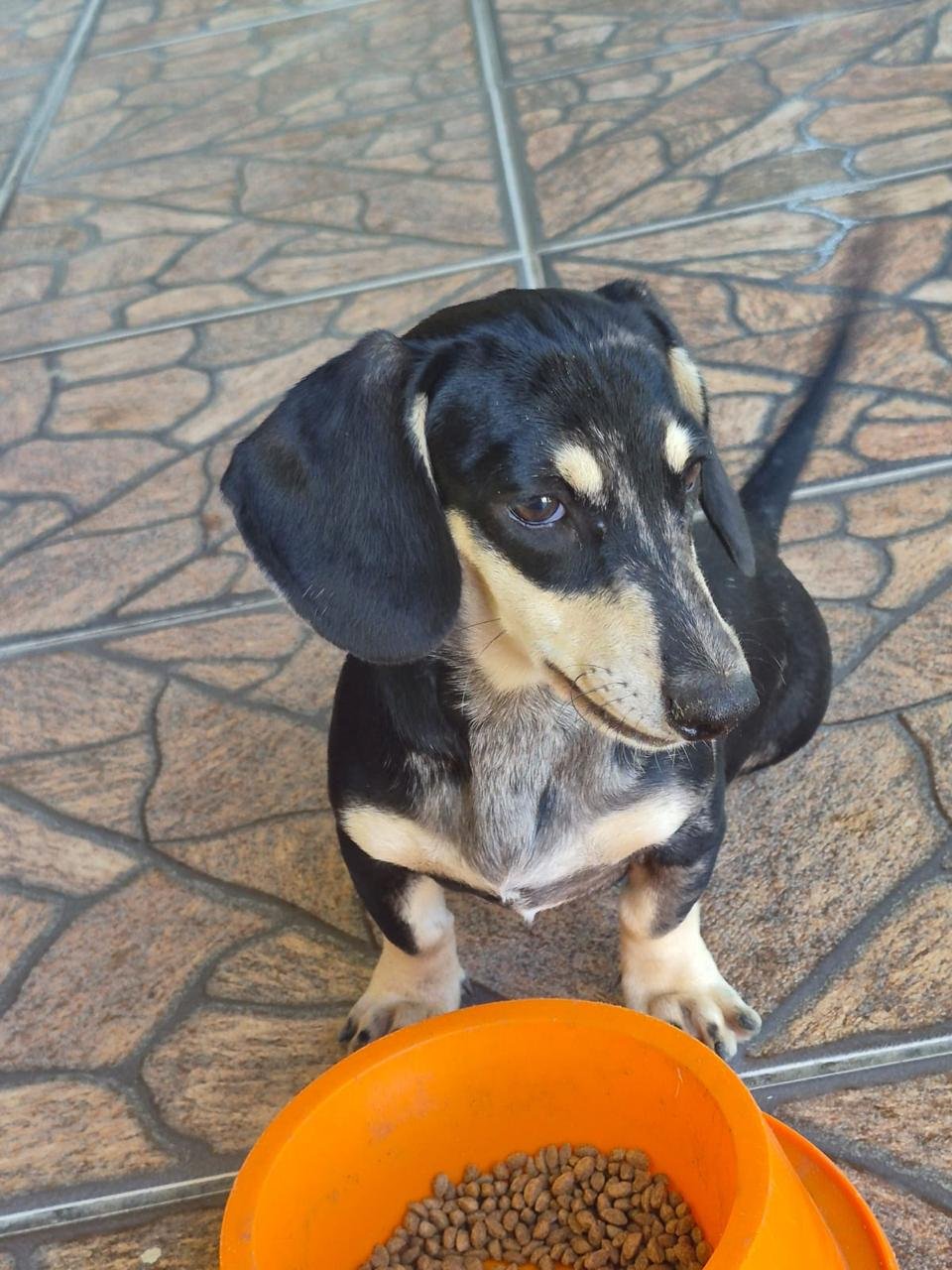 Foto do Cão