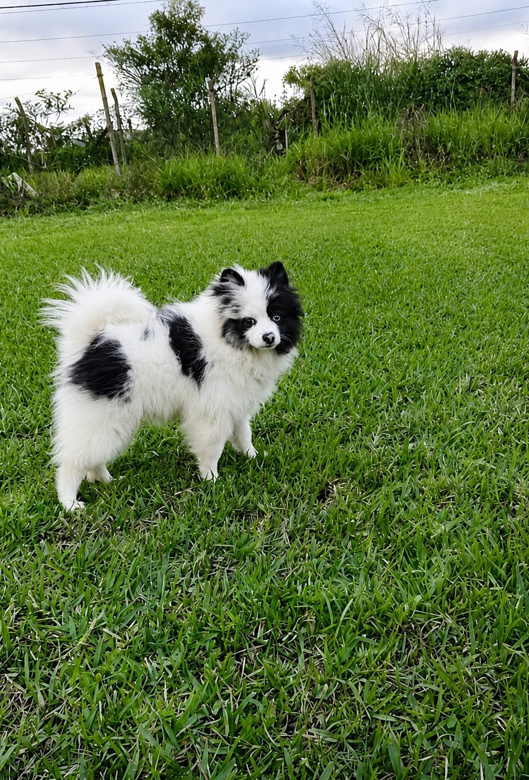 Foto
