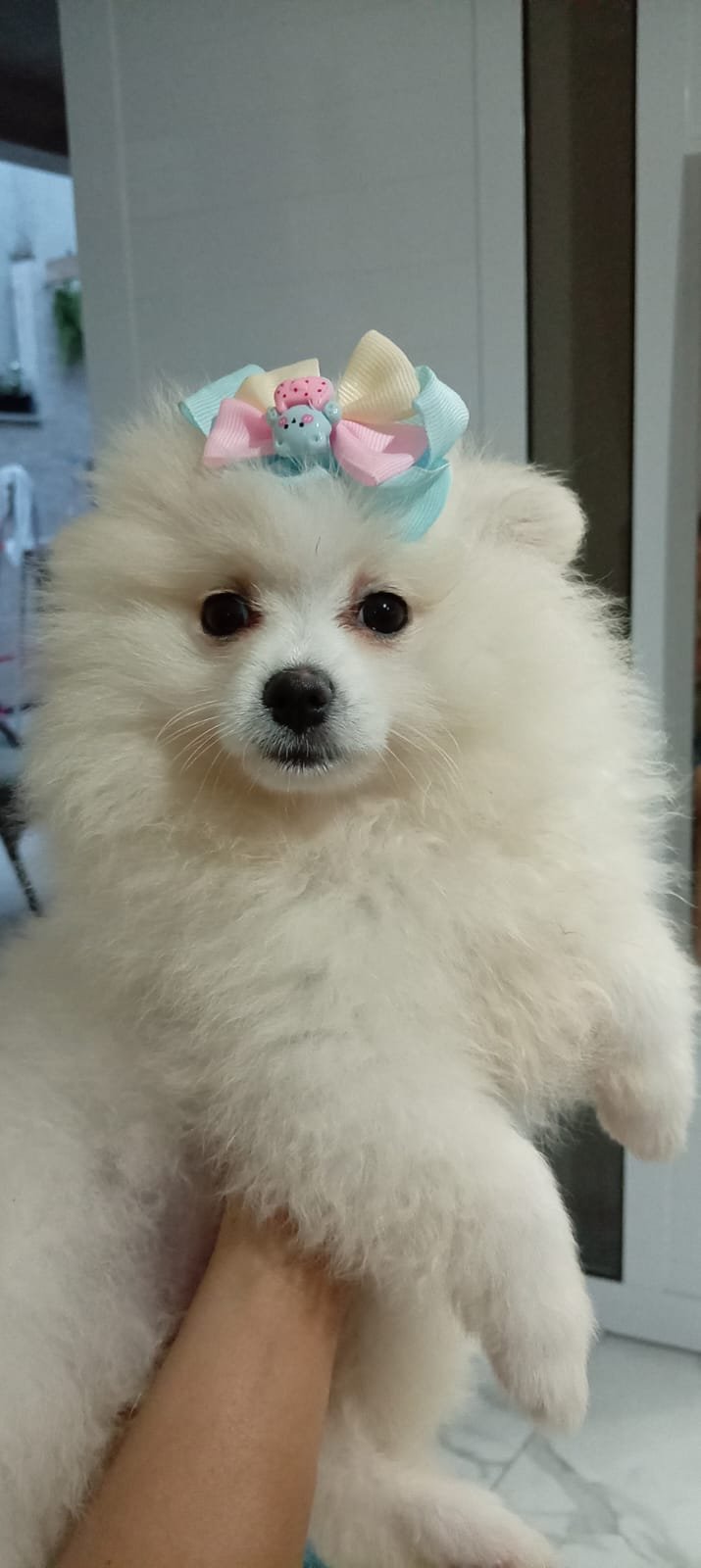 Foto do Cão