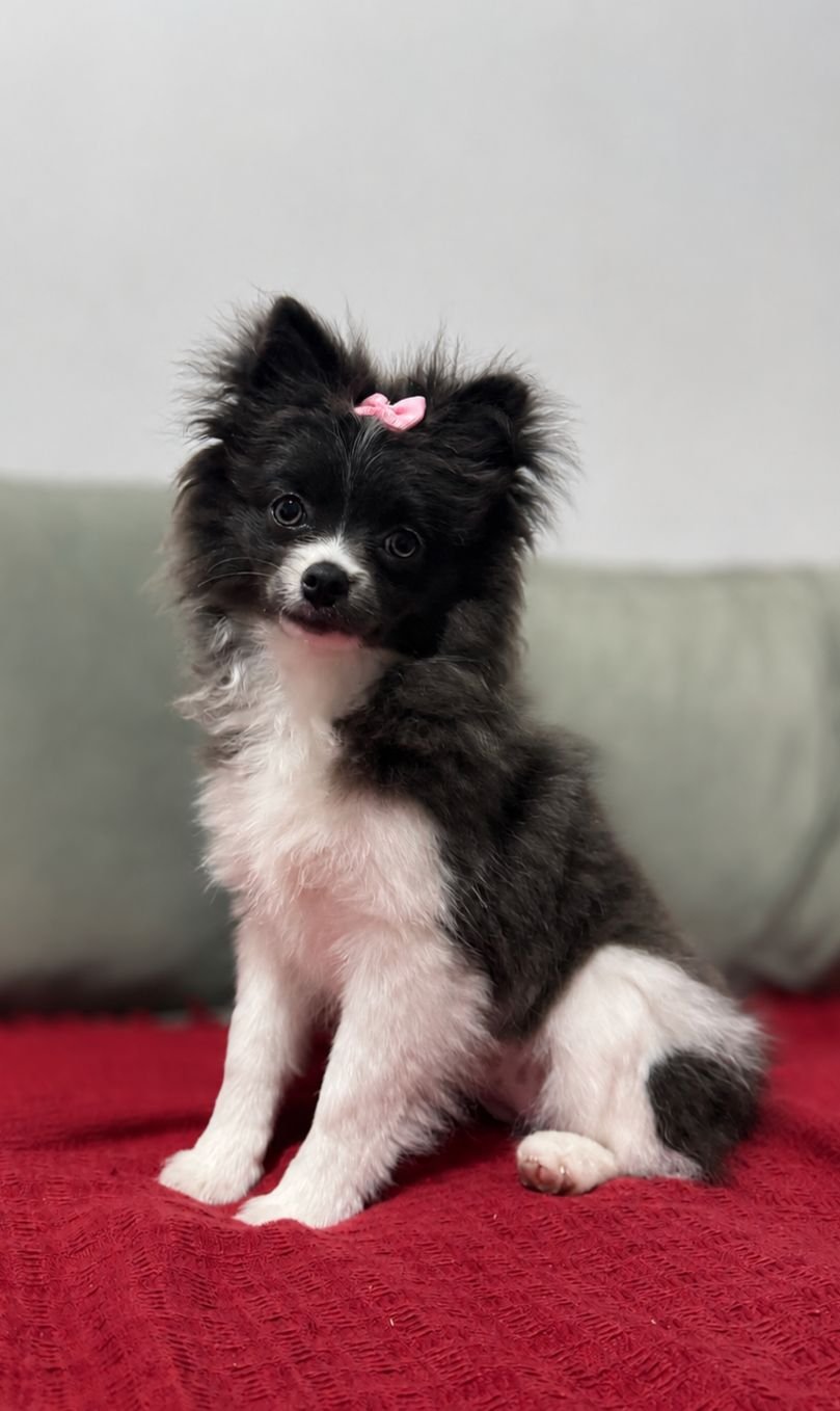Foto do Cão