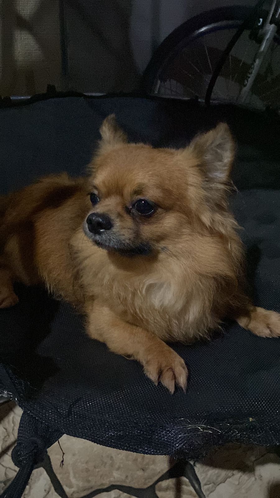 Foto do Padreador