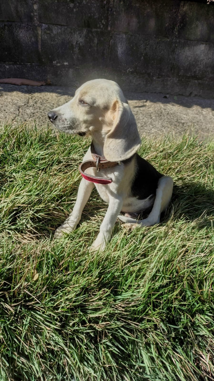 Foto do Cão