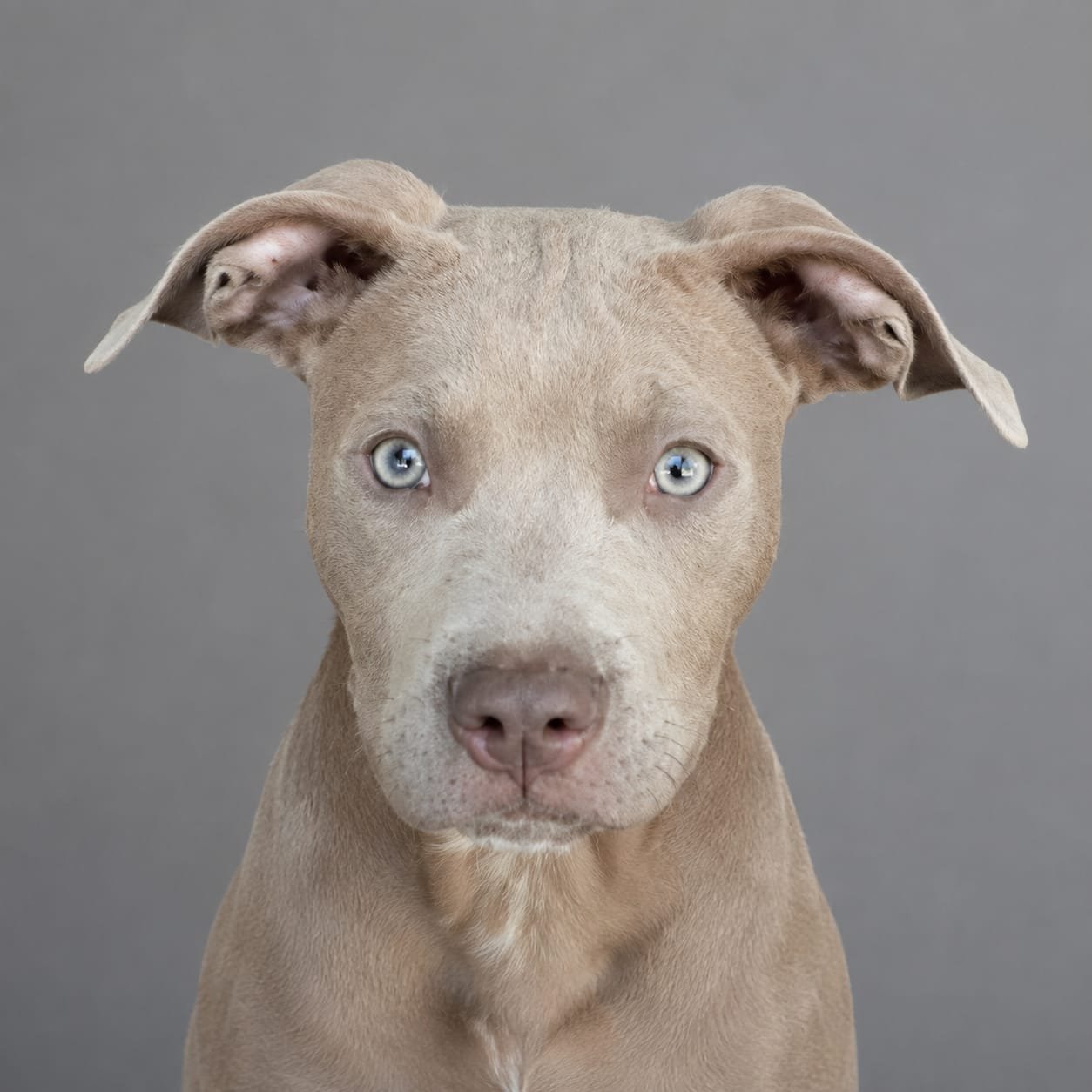 Foto do Cão