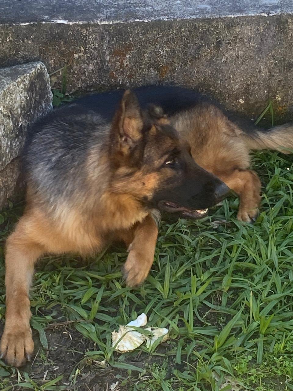 Foto do Cão