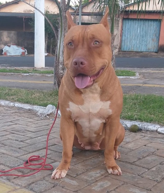 Foto do Cão