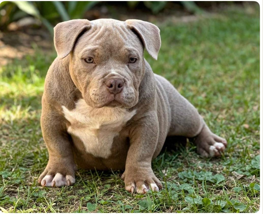 Foto do Cão