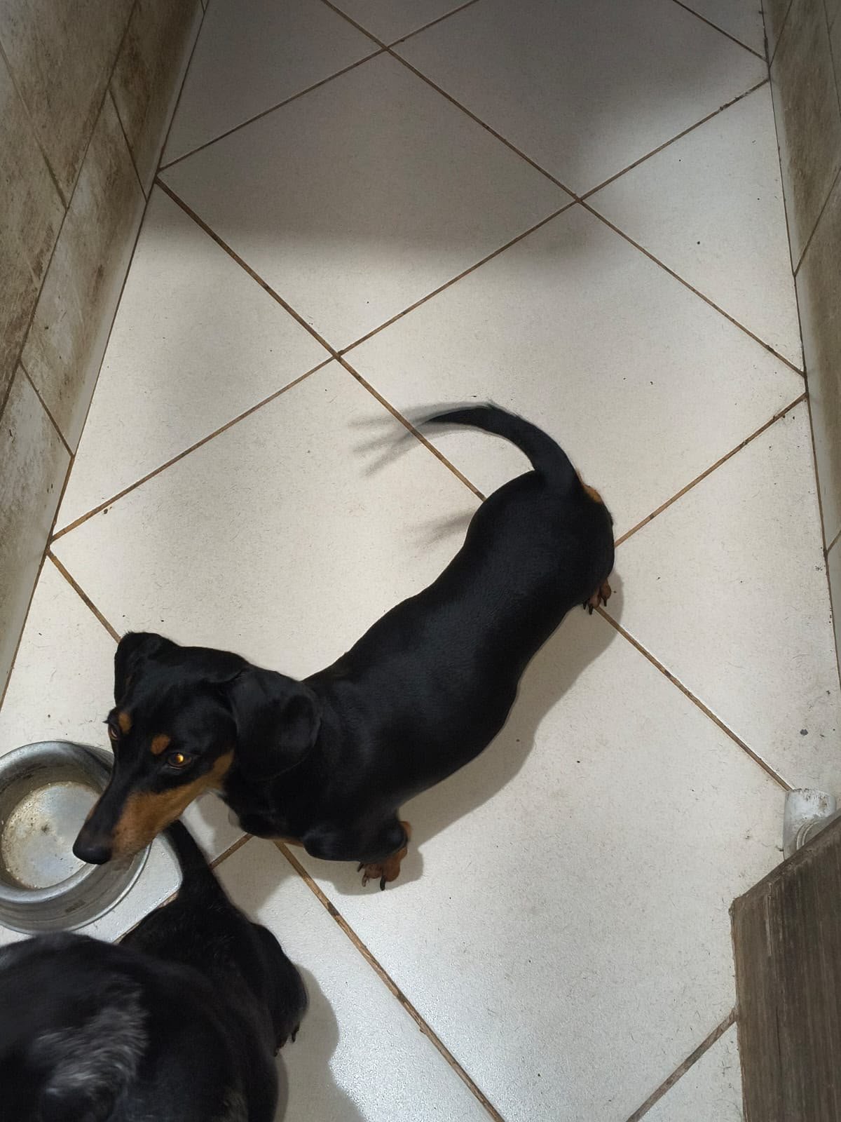 Foto do Cão
