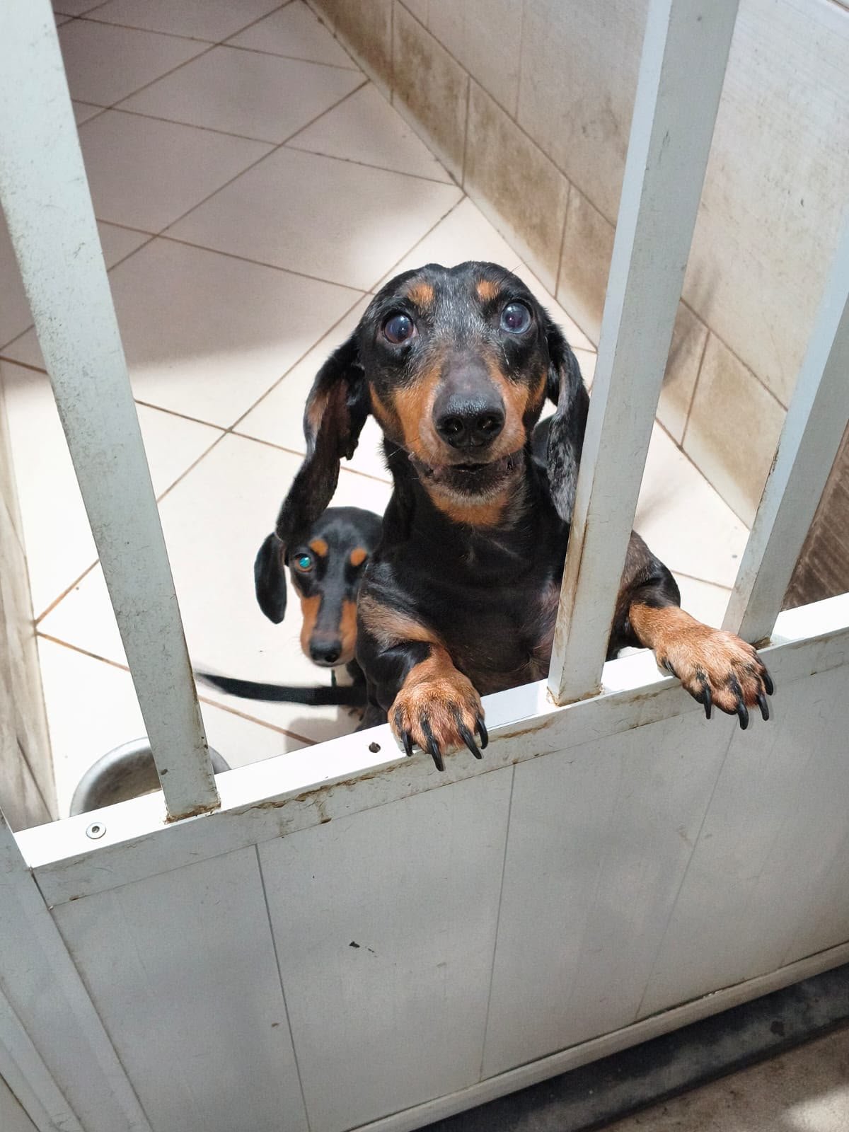 Foto do Padreador