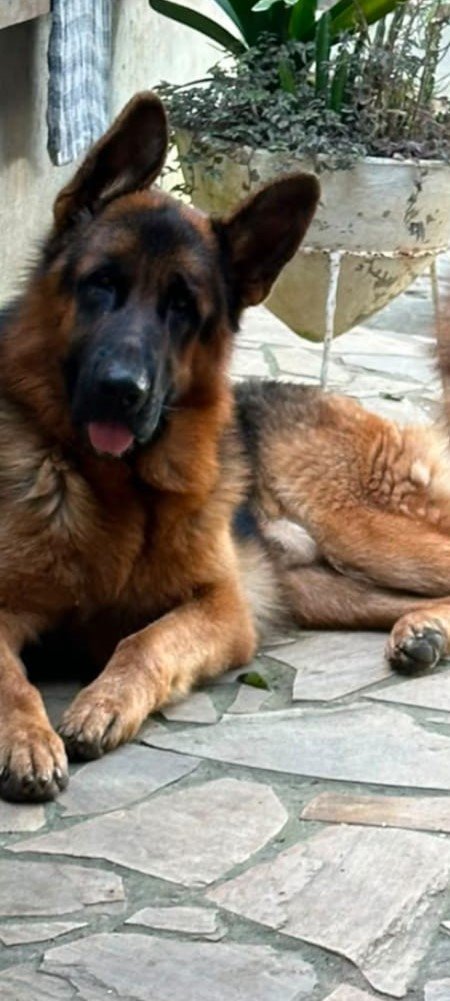 Foto do Cão