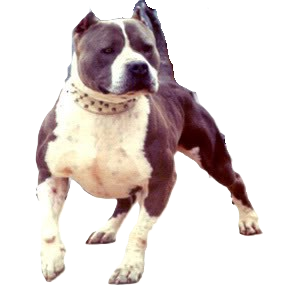 Foto do Bisavô paterno