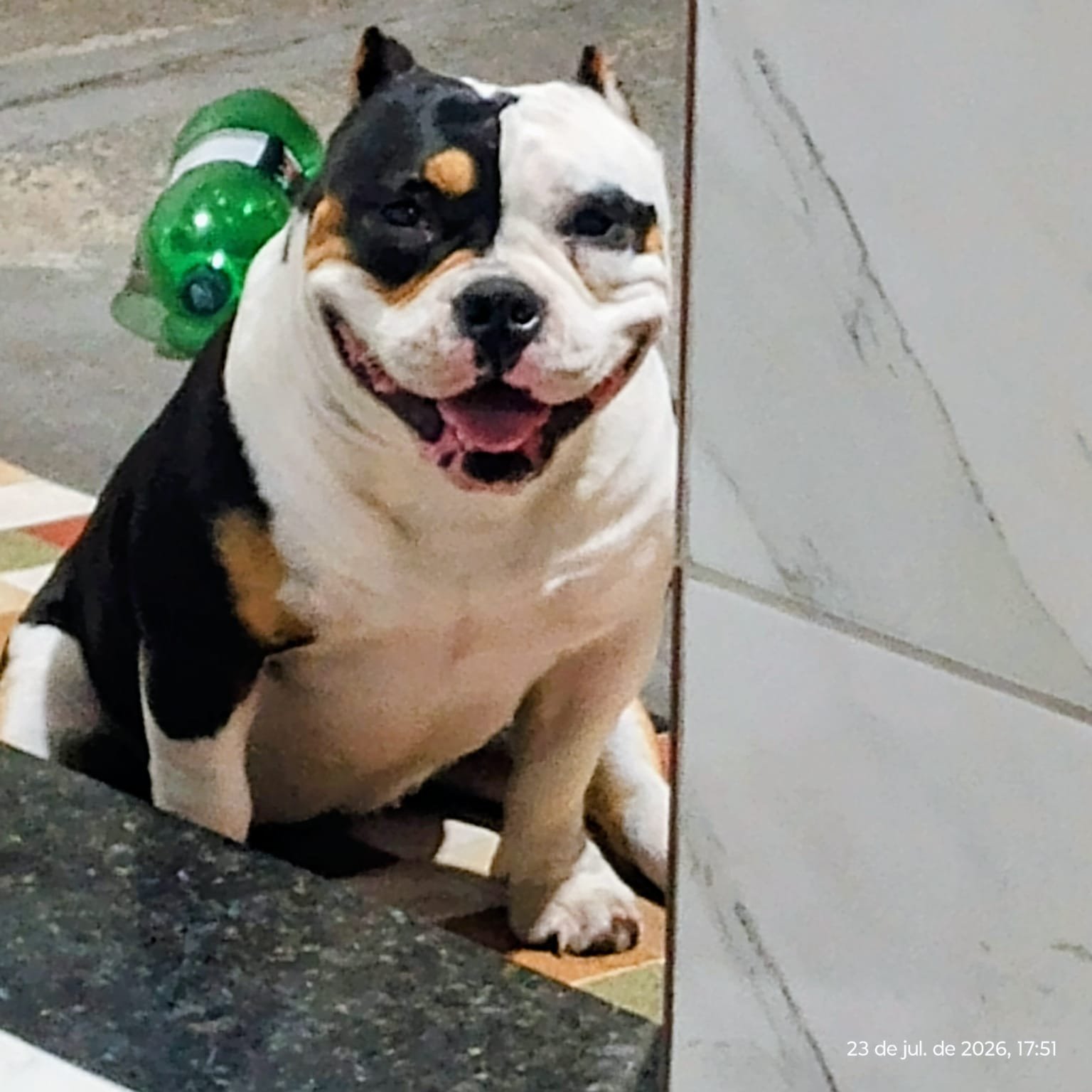 Foto do Cão