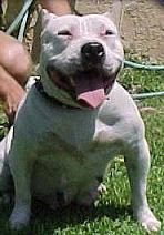 Foto do Cão