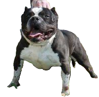 Foto do Bisavô paterno