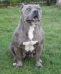 Foto do Cão