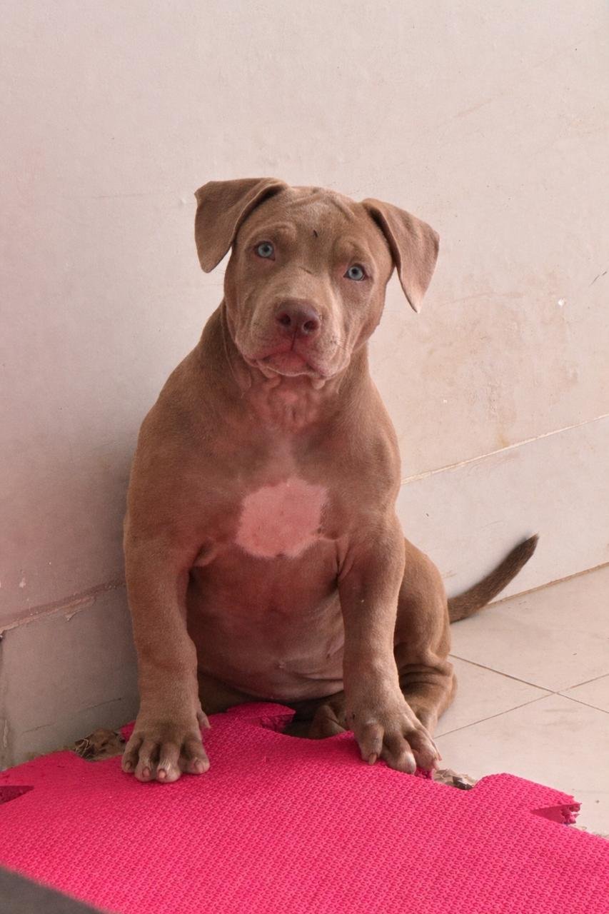Foto do Cão