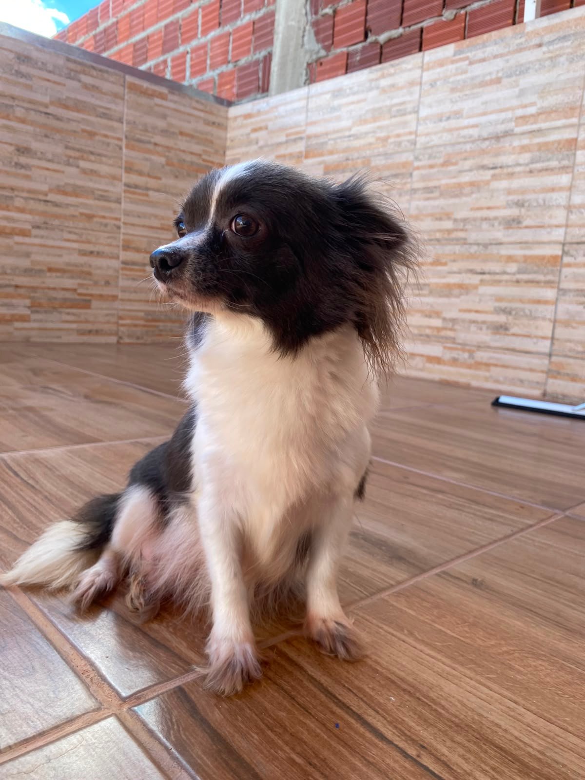 Foto do Cão