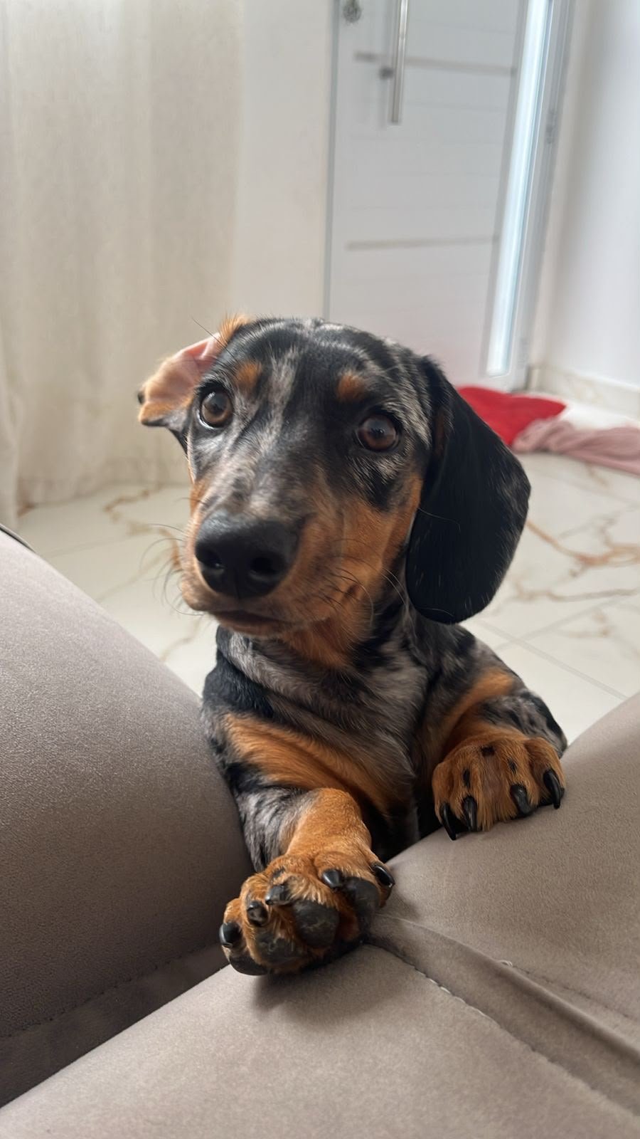 Foto do Cão