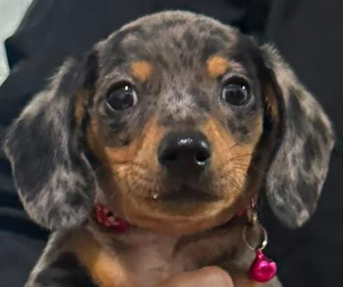 Foto do Cão