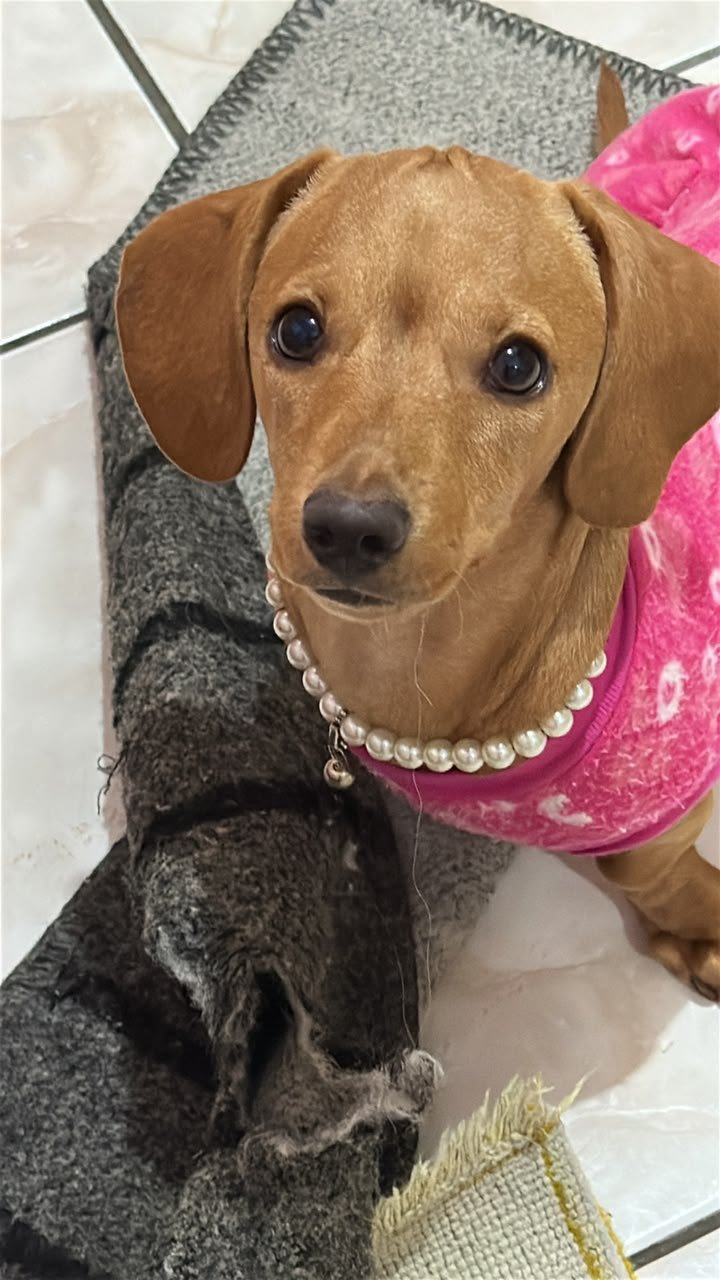 Foto do Cão