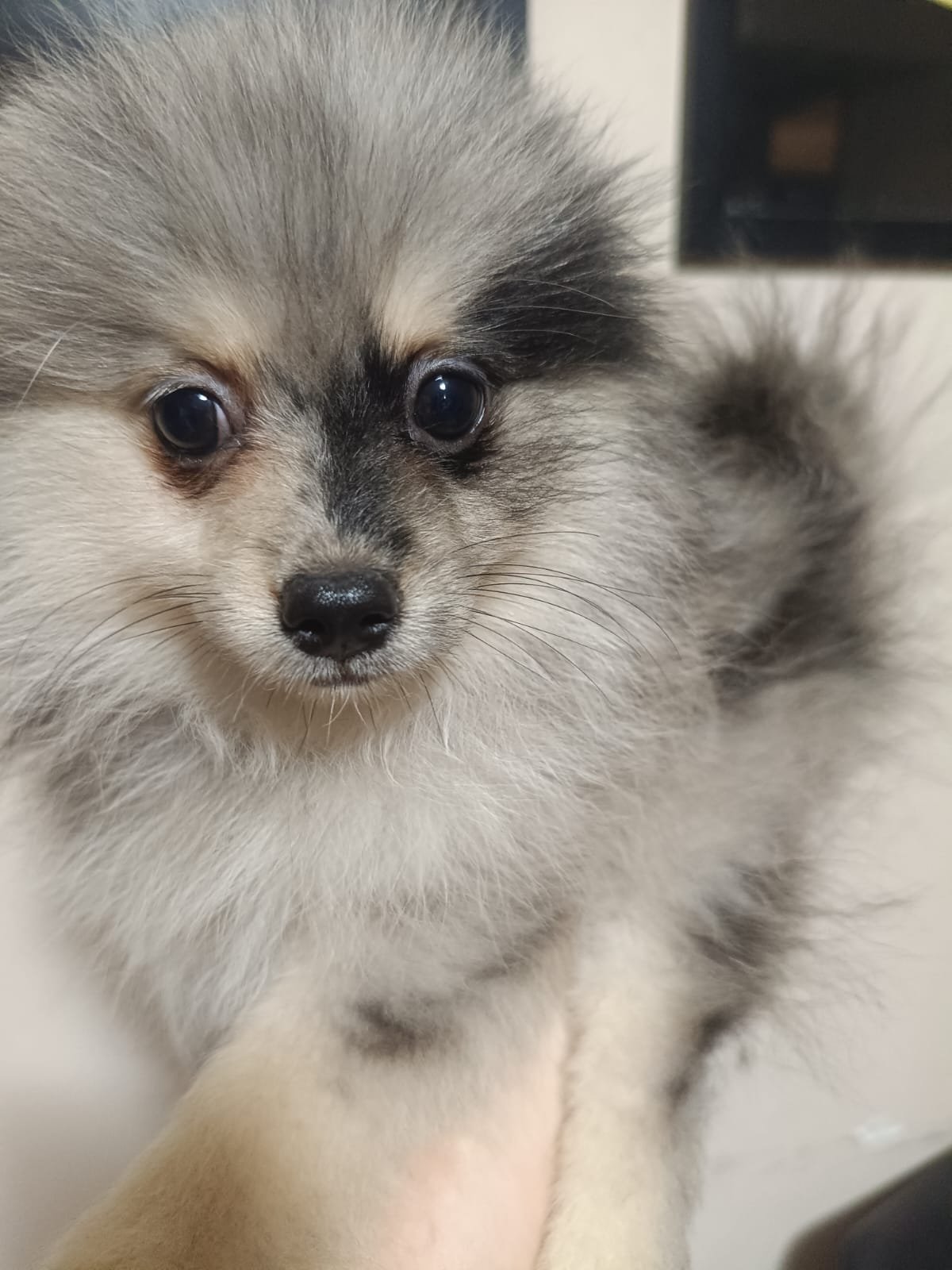 Foto do Cão