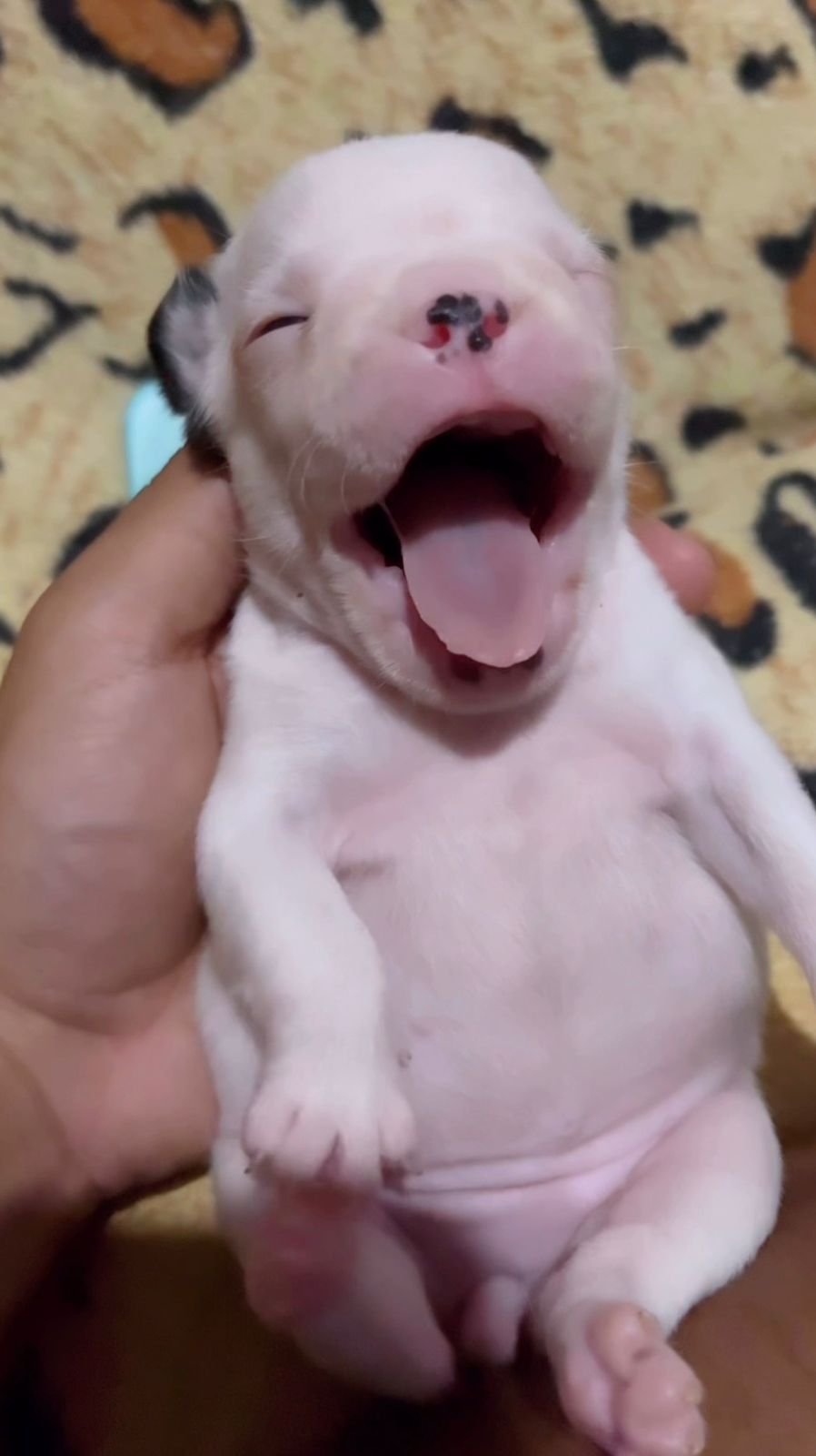 Foto